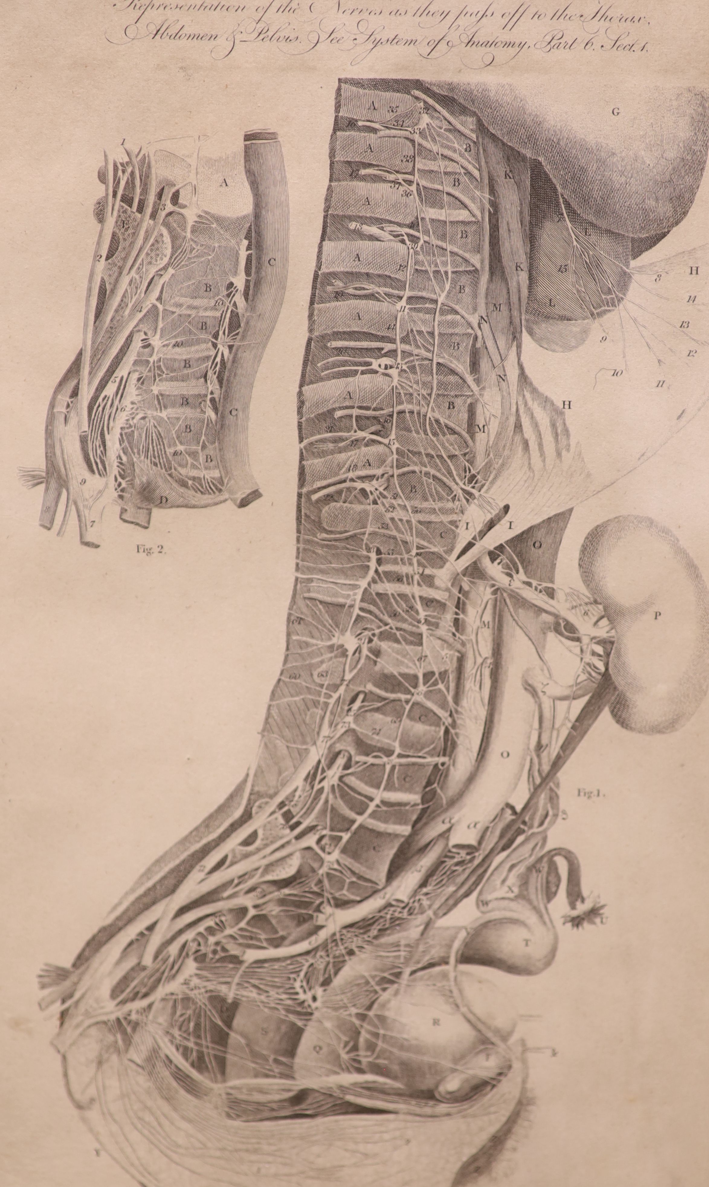 Two Victorian anatomical engravings from Halls Encyclopedia, 37 x 22cm